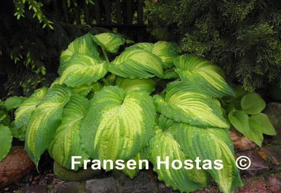 Hosta War Paint - Fransen Hostas